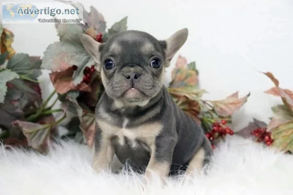 Marsha AKC Female Bulldog