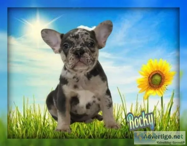Rocky AKA French Bulldog