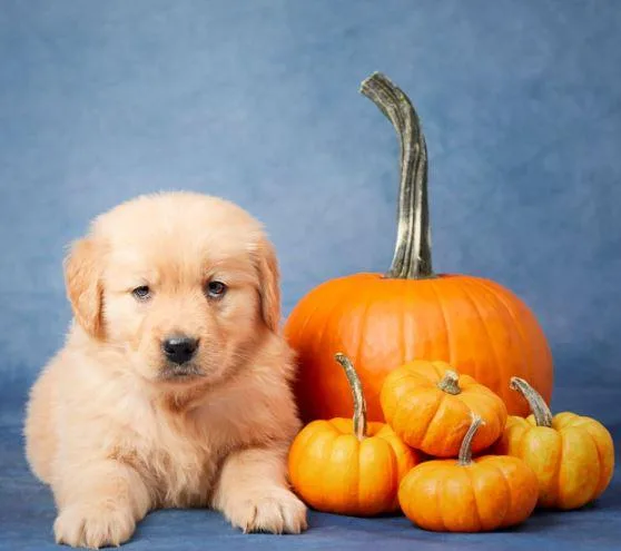 Gracie Golden Retriever puppy