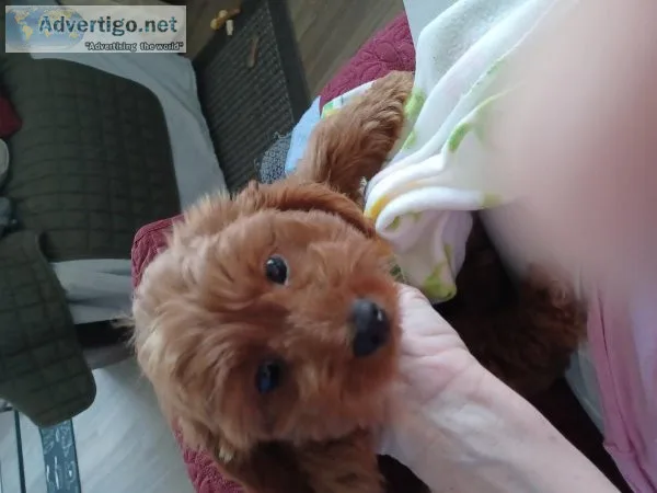 Male Peekapoo puppy