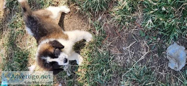 Saint Bernard puppies