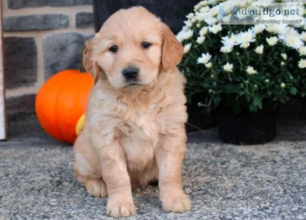 Irwin Golden retriever puppies