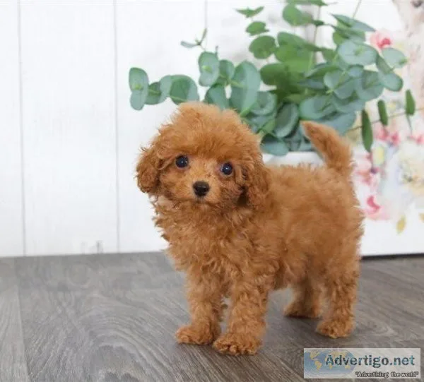 Cavapoo puppies Male and Female