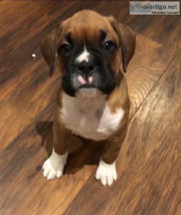 Reg Boxer puppies For sale