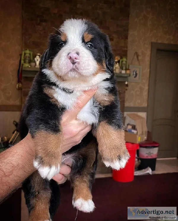 Bernese mountain dog Pups
