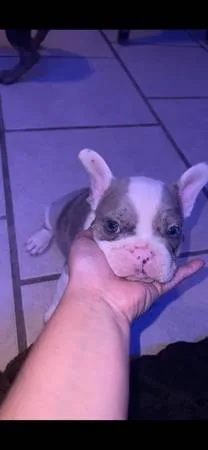 Beautiful english bulldog puppies.