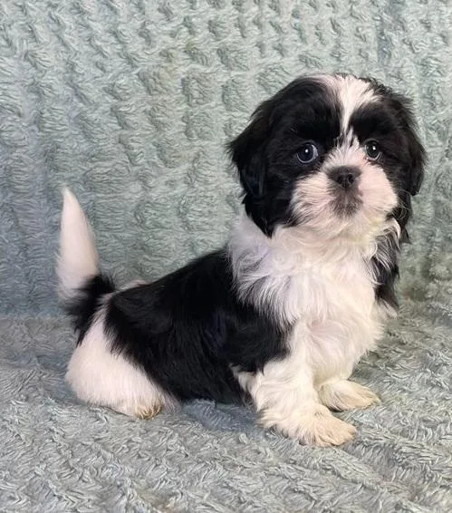 Shih Tzu Puppies for sale