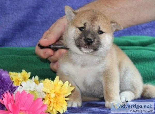 affectionate and intelligent Shiba Inu puppies