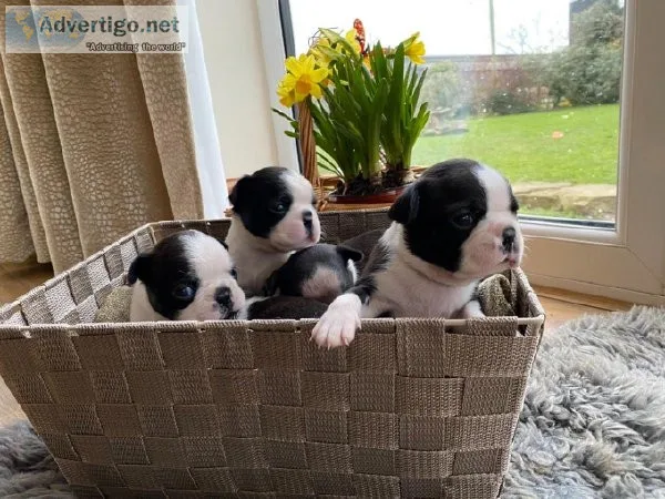 Gorgeous Boston terrier puppies