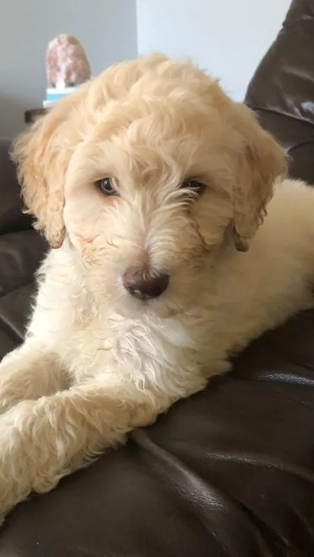 GoldenDoodle Puppies for sale