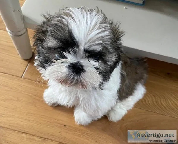 Cute shih tzu pups