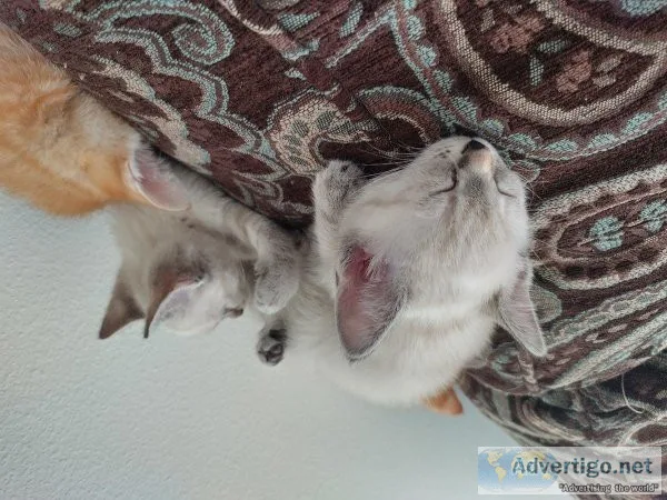 Halloween kittens to safe good loving homes