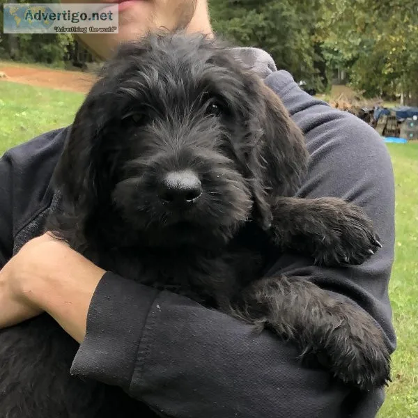 Goldendoodle Pups
