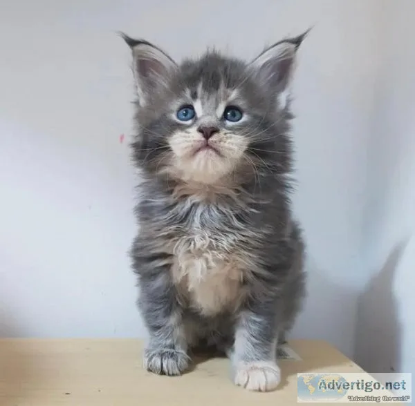 EXOTIC GREY ADORABLE MAIN