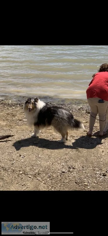 Registered male blue Merle collie