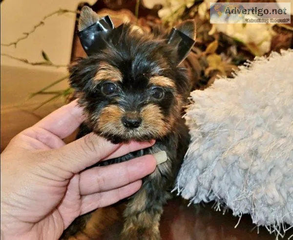 Cute YorksHire Terrier Puppies
