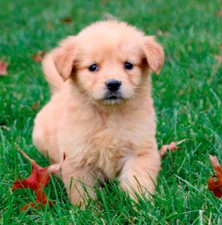 Nina Golden Retriever puppy