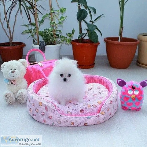 Pomeranain for a for home