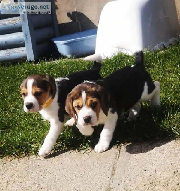 Cute  Beagle puppies