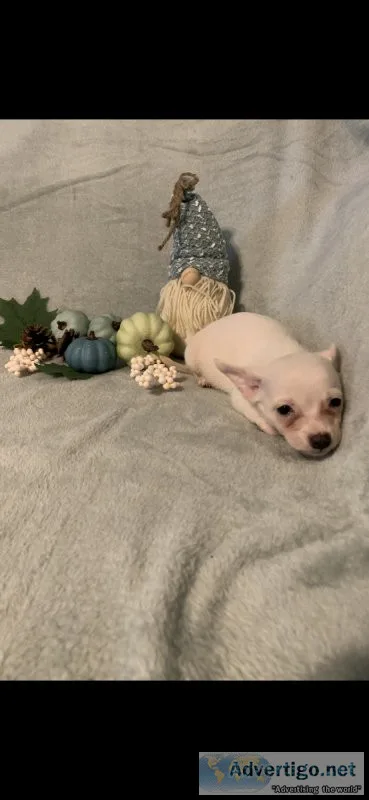 White chihuahua