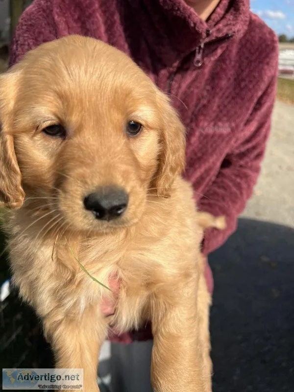 AKC Golden Retriever puppy