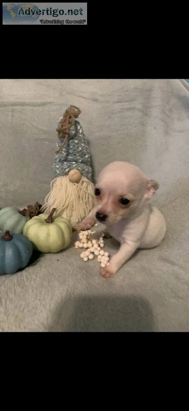 Teacup chihuahua