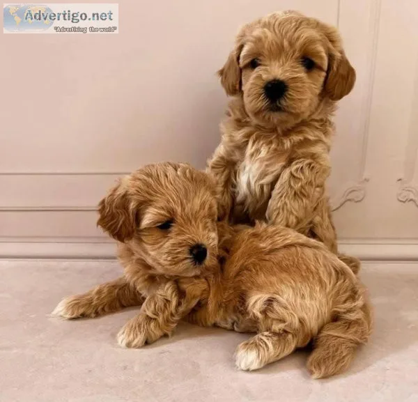 Adorable Maltipoo Puppy