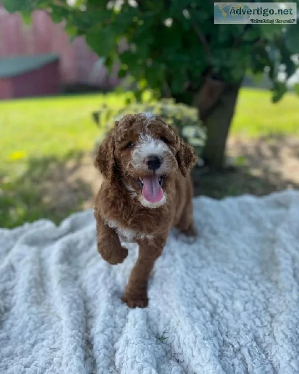 Goldon doodles for adoption