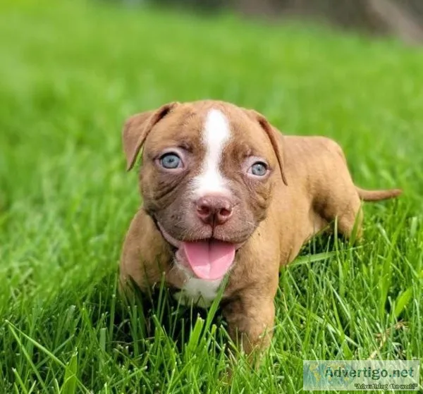 American Pitbull terrier puppies with coffee for sale
