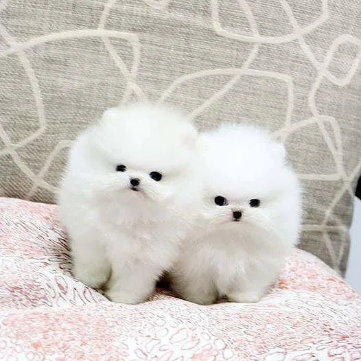 Pomeranian Puppies