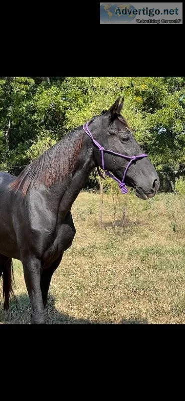 Tennessee walking mare