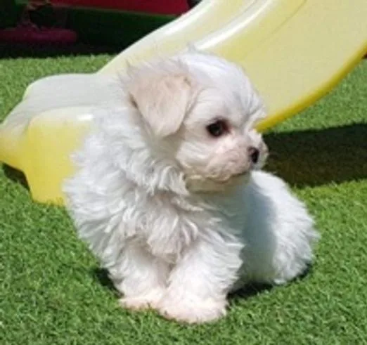 Pure Maltese Puppies KC Registered 3 Boys 1 Girl