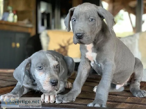 Show quality great dane puppies