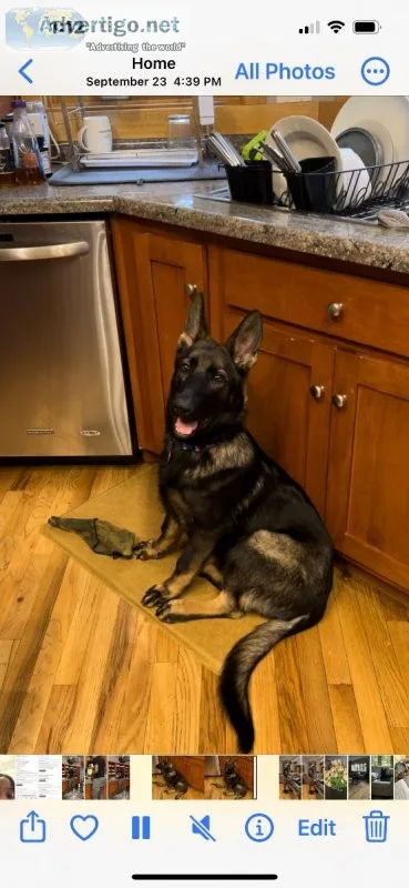 AKC german Shepherd Male 5 months old