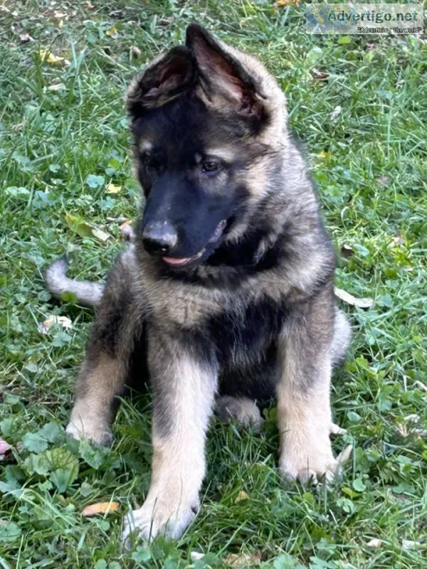 AKC German Shepherd puppies