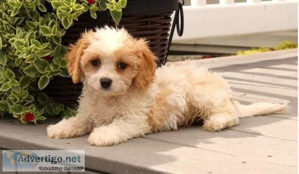 Cavachon Puppy