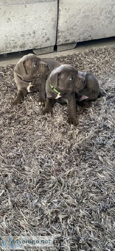 Staffordshire bull terrier for sale