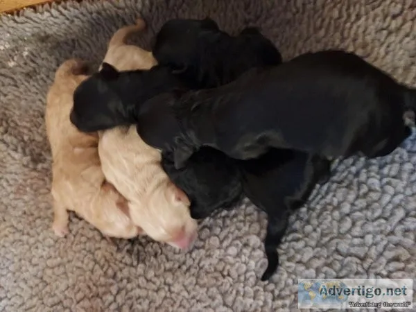 Goldendoodle Puppies