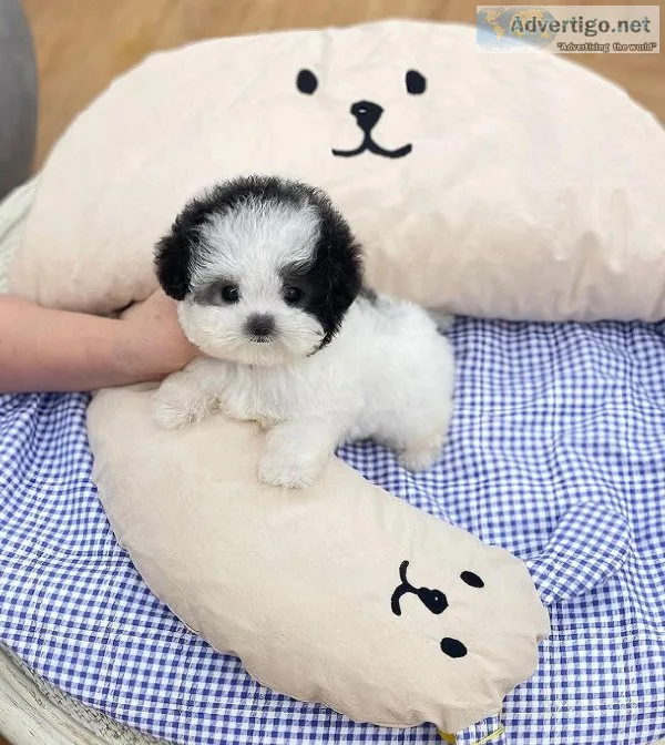 Teacup poodles for adoption