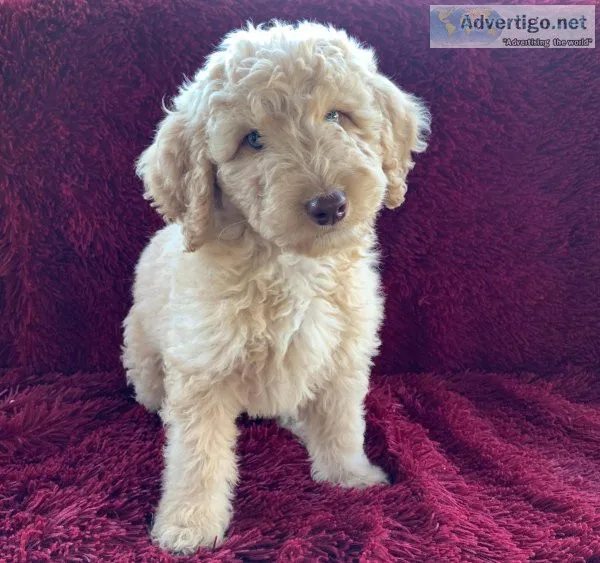 Edward the Goldendoodle
