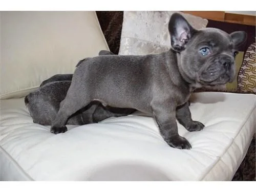 French Bulldog Puppies