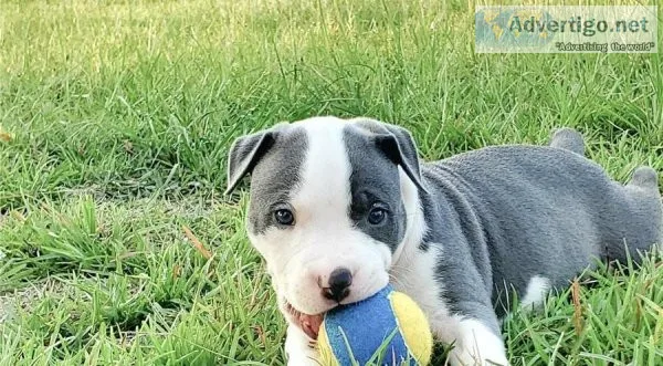 Ready to leave american bully puppies