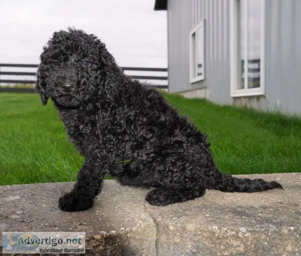 Standard Poodle PuppIES