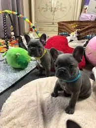AKC French Bulldog Puppies for sale
