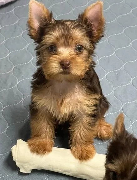 Yorkie Puppies for sale
