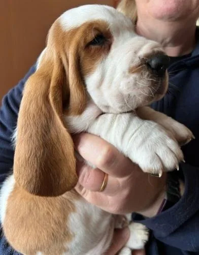 Basset Hound girl - can help with transportation