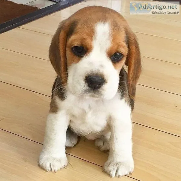 beagle puppies for sale