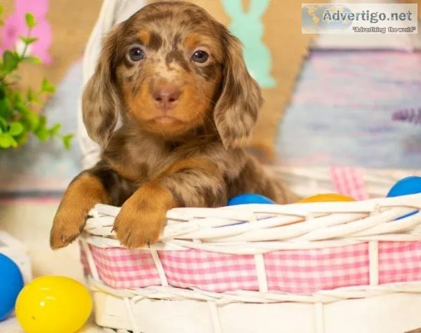Mini Dachshund Puppies