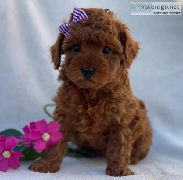 Cute Teacup Poodle Puppies