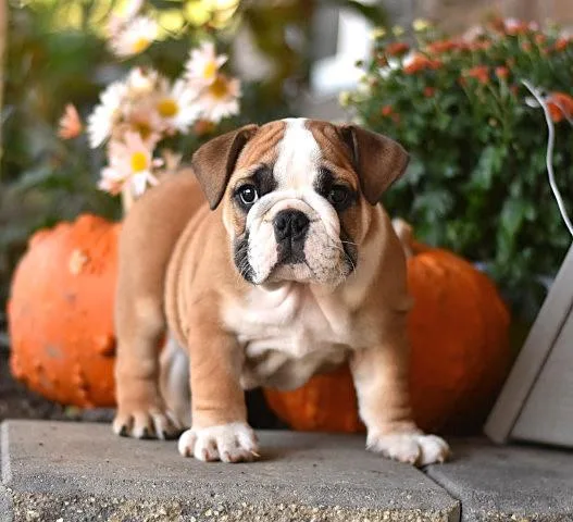 Beautiful english bulldog puppies.